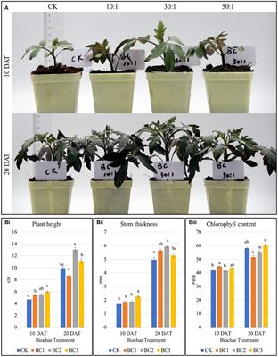 Bamboo charcoal mediated plant secondary metabolites biosynthesis in tomato against South American tomato pinworm (Tuta absoluta)
